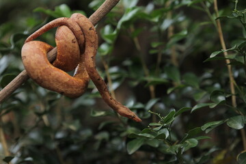 Candoia carinata snake, known commonly as the Pacific ground boa or the Pacific keel-scaled boa