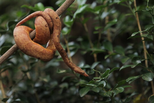 Candoia carinata snake, known commonly as the Pacific ground boa or the Pacific keel-scaled boa