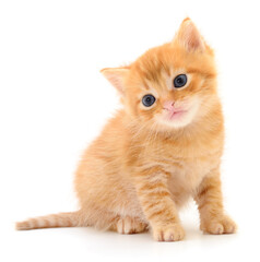 Obraz premium Kitten on white background.