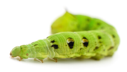 Green caterpillar isolated.