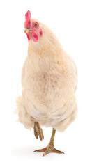 white hen isolated.
