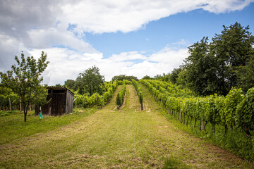  vineyard with white wine