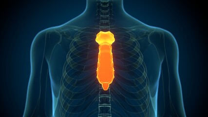 Human Skeleton Sternum Bone Anatomy For Medical Concept 3D Illustration  © PIC4U