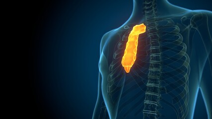 Human Skeleton Sternum Bone Anatomy For Medical Concept 3D Illustration  © PIC4U
