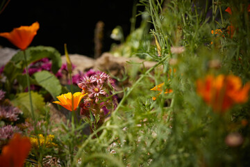 Unidentified flowers in full bloom in an amateur moorland garden at 900ft in North Yorkshire