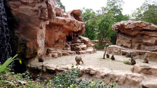Little group of cute brown monkey hamadryad which eating, walking and resting in the open rocky area in zoo with waterfall.