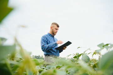 Farmer or agronomist examining green soybean plant in field