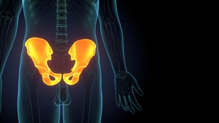 Human Skeleton Hip or Pelvic bone Anatomy For Medical Concept 3D Illustration  © PIC4U