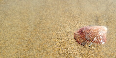 seashell on sand