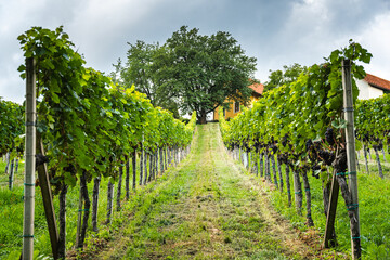 Fototapeta na wymiar Close up of grape rows at vineyard in south Styria tourist spot.