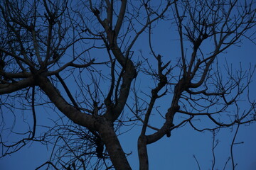 Silhouette of dying tree during dawn.