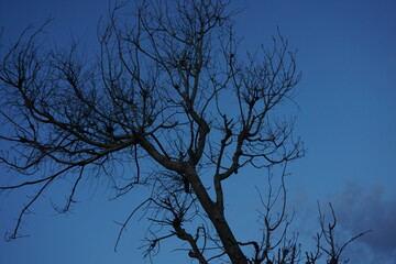 Silhouette of dying tree during dawn.
