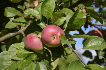 two red apples on a tree branch. Harvest time.
