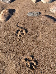  Следы на песке среди камней