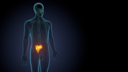 Human Skeleton Skull Occidental Bone Anatomy For Medical Concept 3D Illustration
