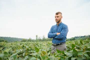 Farmer or agronomist examining green soybean plant in field