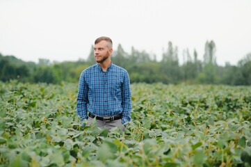 Agronomist inspecting soya bean crops growing in the farm field. Agriculture production concept. young agronomist examines soybean crop on field in summer. Farmer on soybean field