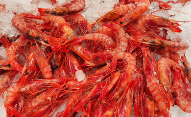 fresh prawns as gourmet sea food