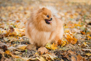 
small spitz in the autumn foliage in the forest on a walk