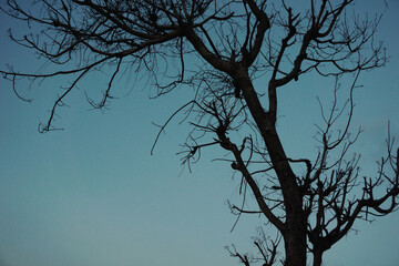Silhouette of dying tree during dawn.