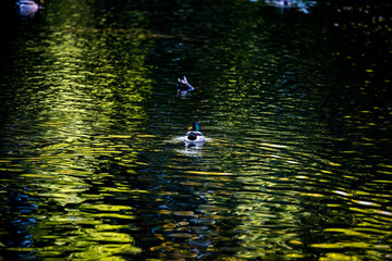 duck swimming in water