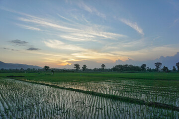 rice paddy in the morning