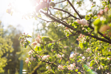 Beautiful apple tree branch