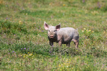 Pink muddy pig on the floral meadow