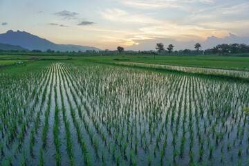 rice paddy in the morning