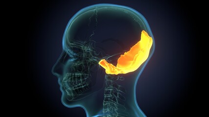 Human Skeleton Skull Frontal Bone Anatomy For Medical Concept 3D Illustration  © PIC4U