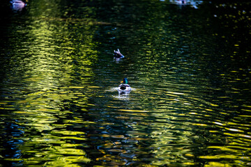 duck swimming in water