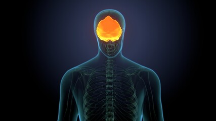 Human Skeleton Skull Frontal Bone Anatomy For Medical Concept 3D Illustration  © PIC4U