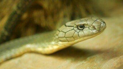 Majestic poisonous snake with light striped skin. Beautiful Monocled king cobra on rock in terrarium cage