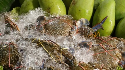Fresh papaya and crabs for salad. Bunch of ripe papayas and raw refrigerated crabs for traditional Thai Som Tam spicy salad in ice.