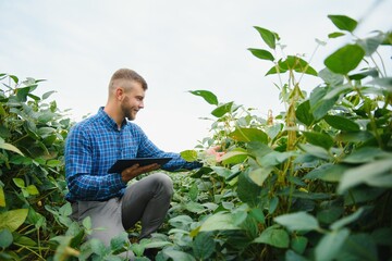 Naklejka na ściany i meble Young handsome agriculture engineer squatting in soybean field with tablet in hands in early summer