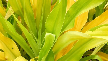 Variegated green yellow foliage. Long motley green yellow tropical plant leaves in garden. Natural tropical exotic background.
