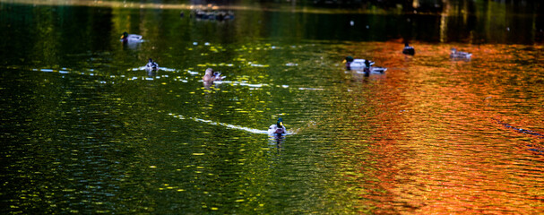 duck swimming in water