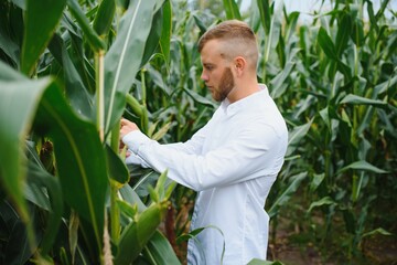 A man inspects a corn field and looks for pests. Successful farmer and agro business