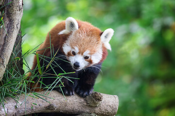 Obraz premium Red panda in a tree with green foliage background.