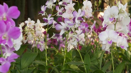 Beautiful lilac purple and magenta orchids growing on blurred background of green park. Close up macro tropical petals in spring garden among sunny rays. Exotic delicate floral blossom with copy space