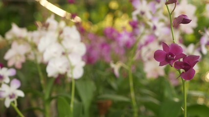 Beautiful lilac purple and magenta orchids growing on blurred background of green park. Close up macro tropical petals in spring garden among sunny rays. Exotic delicate floral blossom with copy space