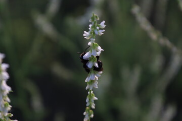 bee on a flower