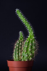 Etiolated cactus. Plant growing in partial or complete absence of light