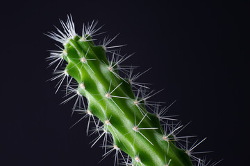 Etiolated cactus. Plant growing in partial or complete absence of light