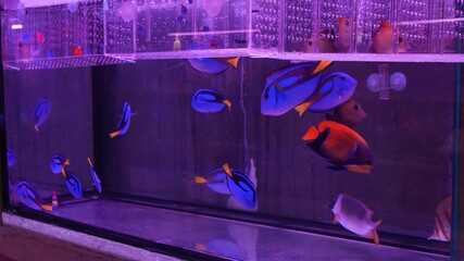Diversity of tropical fishes in exotic decorative aquarium. Assortment in chatuchak fish market pet...