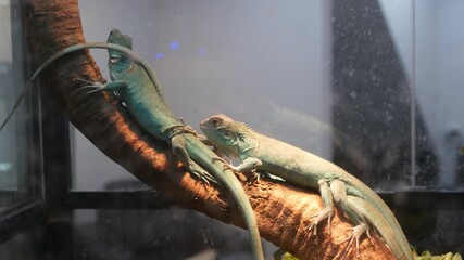 Baby lizards chilling in terrarium. Small lizard lying and resting inside hot terrarium on...