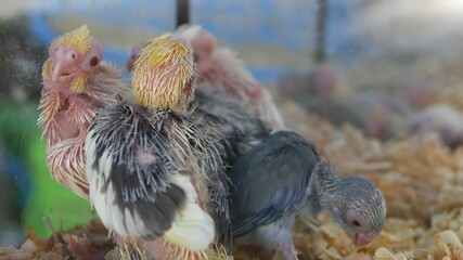 Parrot chicks in cages on pet market. From above birds being kept in small cage on Chatuchak Market in Bangkok, Thailand