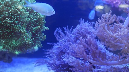 Species of soft corals and fishes in lillac aquarium under violet or ultraviolet uv light. Purple...