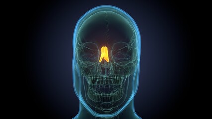 3d render of skeleton nasal polyps bone anatomy - obrazy, fototapety, plakaty