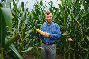 Farmer researching plant in Corn farm. Agriculture and scientist concept.